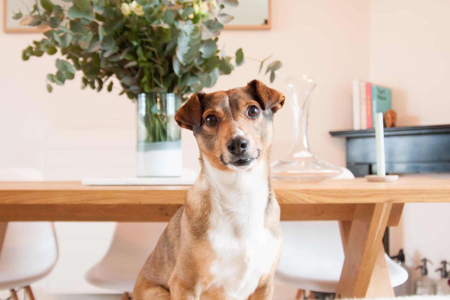 Most Popular Mixed Breed Dogs by State Apartment Therapy